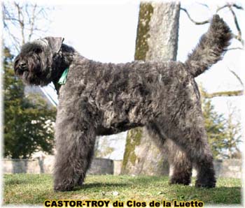 bouvier des flandres du clos de la luette - copyright déposé